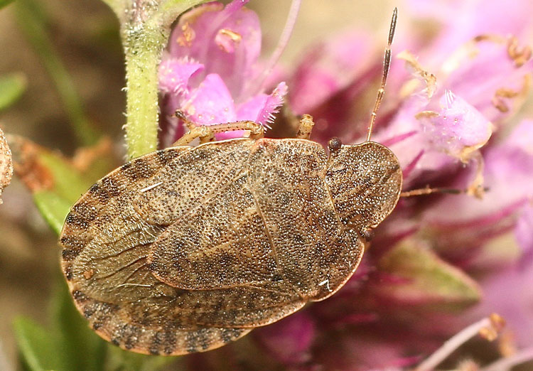 From Bulgaria, a Scutellarid species? No, Pentatomidae: Sciocoris homalonotus